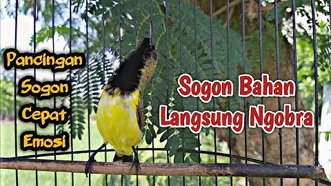 DALAM 1 MENIT !!! SOGON MANAPUN BAKALAN NYAUT DAN IKUT GACOR