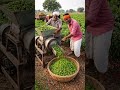 🌾 Amazing Farming Life in Indian Village | Real Gaon Ki Lifestyle 🚜 #shorts