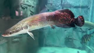 Arapaima mixed with other fish😍