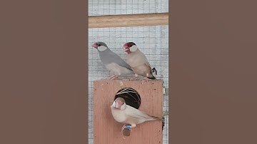 Java sparrow | Java finch | Brown & Grey | @petcha9801