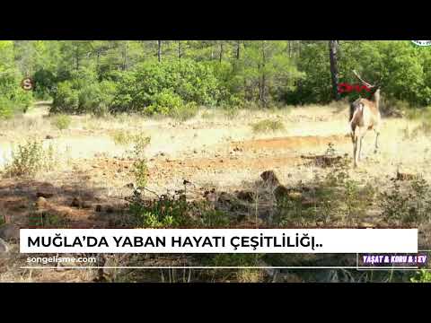 Muğla'da yaban hayatı