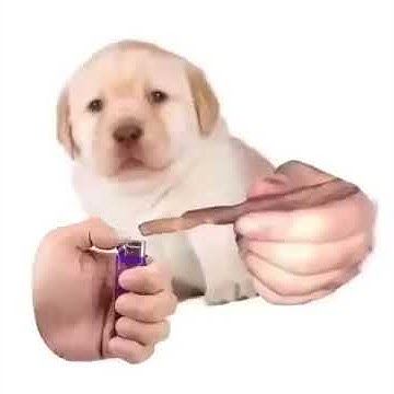 Собака с сигарой мем quieres meme - YouTube