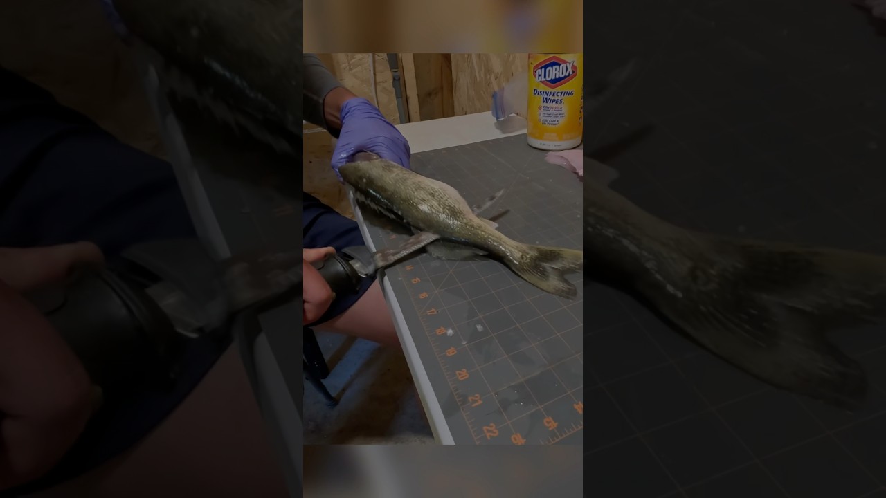 How to fillet a Walleye with an Electric Filet Knife howto fish 
