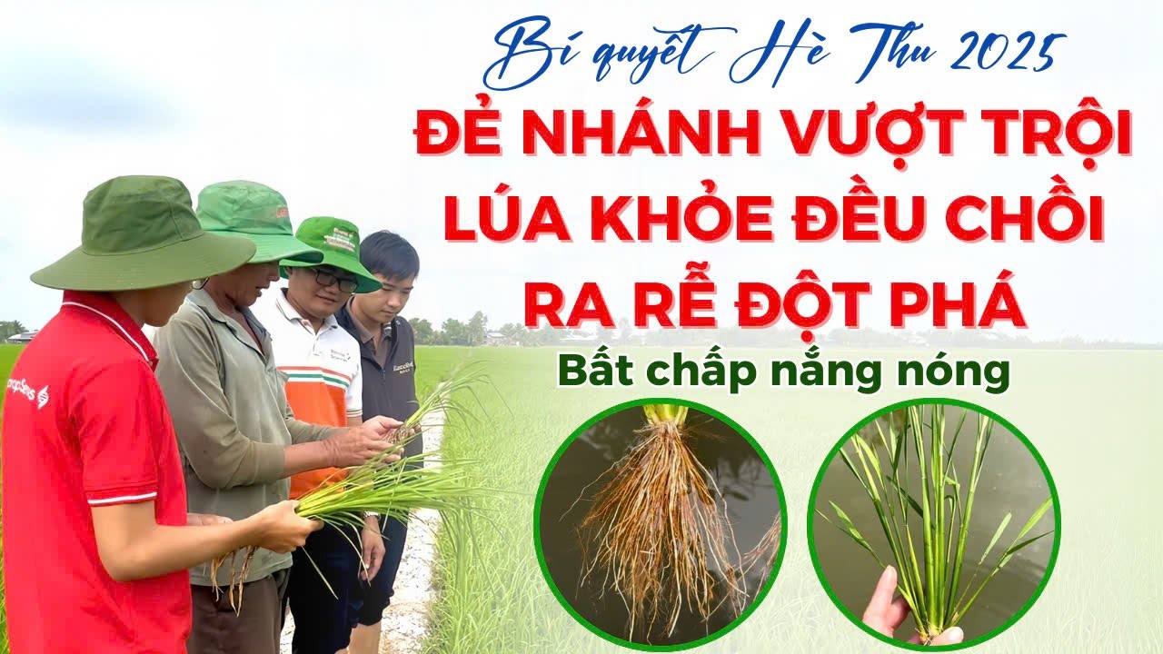 BVN - BÍ QUYẾT HÈ THU 2025 ĐẺ NHÁNH VƯỢT TRỘI - LÚA KHỎE ĐỀU CHỒI - RA ...