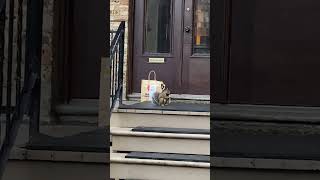 Squirrel Enjoys His Food Delivery🍟