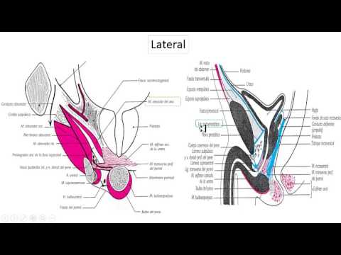 Vídeo: Diferencia Entre La Glándula Bulbouretral Y La Próstata
