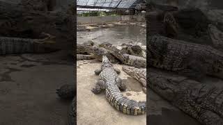 Food showering down for Crocodiles