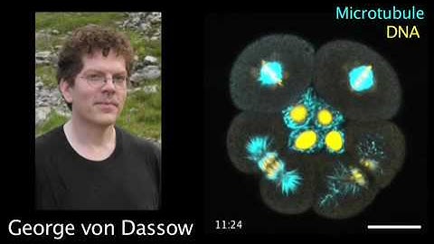 biosights: December 23, 2009 Cytokinesis loses its touch