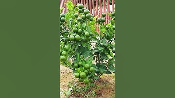🌿How grow Lime tree, great idea to propagate lime tree by air layering using a Carrot🥕#gardening