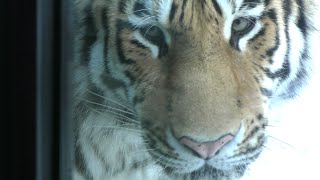 【アムールトラ】トート　子供達に大人気　円山動物園