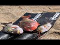 Hawaii Spearfishing 2020 | "The Return"
