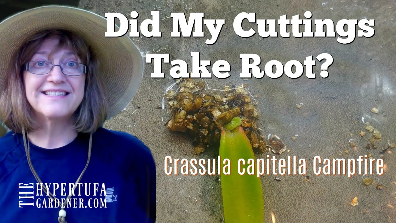 How Did My Rooted Cuttings Do? New Plants of Crassula Capitella