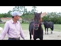 Como fazer o trabalho de chão com bandeira com os Cavalos I Paulo Mori