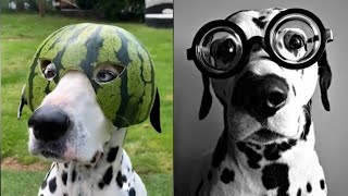 Funniest & Cutest Dalmatian  TikTok Compilation 2021 | 101 Dalmatians