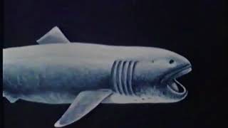 Los Tiburones - National Geographic 1982