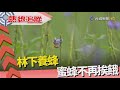 熱線追蹤-林下經濟 森林蜜