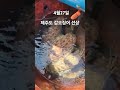 제주도 갑오징어