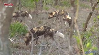 Mother Elephant rescue her baby from Lion   Leopard vs Hedgehog, Lion vs Zebra,Wildebeest