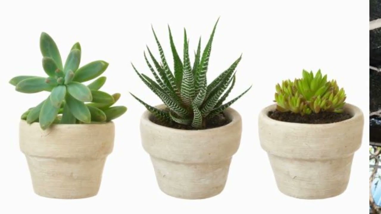 What is the Best Shade Cloth for Succulents?