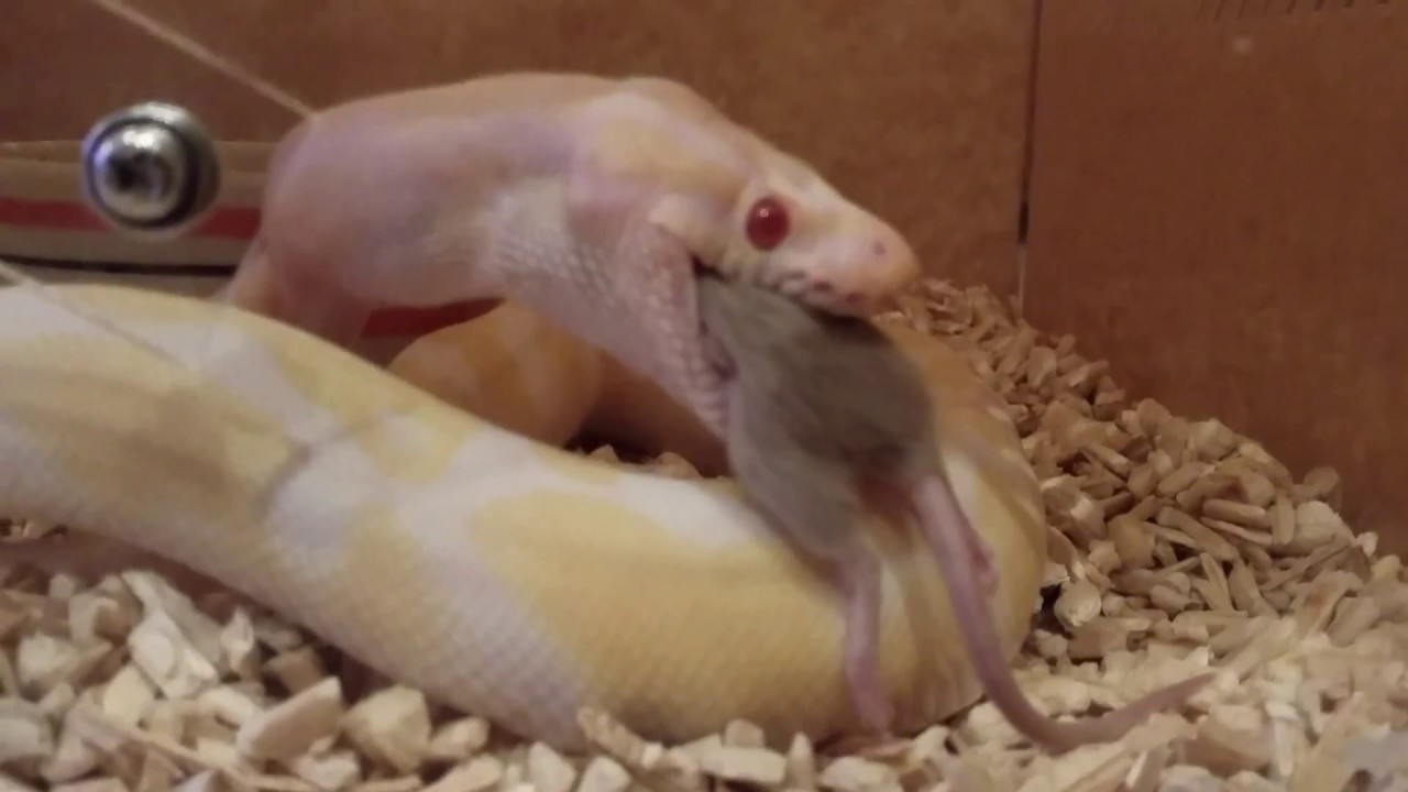 BALL PYTHON EATING DEAD MICE - YouTube