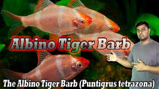 The Albino Tiger Barb (Puntigrus tetrazona) also call beauty barb fish