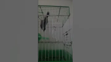 طائر القرقف الحداد الله ابارك التغاريذ الجميلة 