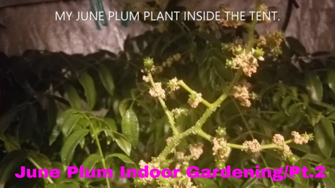 How to grow fruit trees inside in winter. Spondias Dulcis /June Plum/Hog Plum