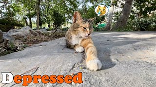 My Stray Daughter has been depressed￼ ! She doesn’t attention me any more like old time by Cats Land 510 views 2 weeks ago 6 minutes, 13 seconds