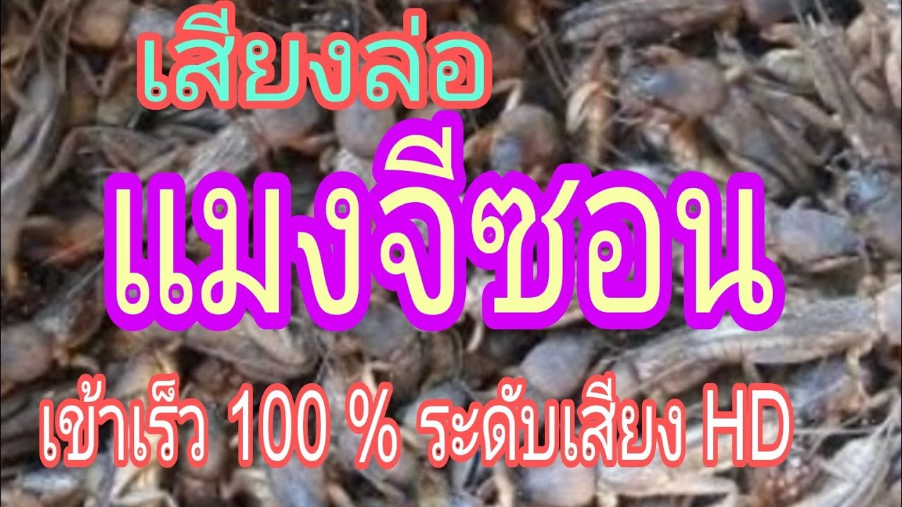 เสียงต่อ/ล่อ แมงจีซอน ดังไกลฟังชัด เข้าเร็ว 100%