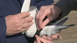 London pigeons to wear pollution monitoring backpacks