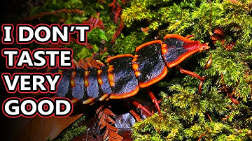 Net-winged Beetle facts: they don