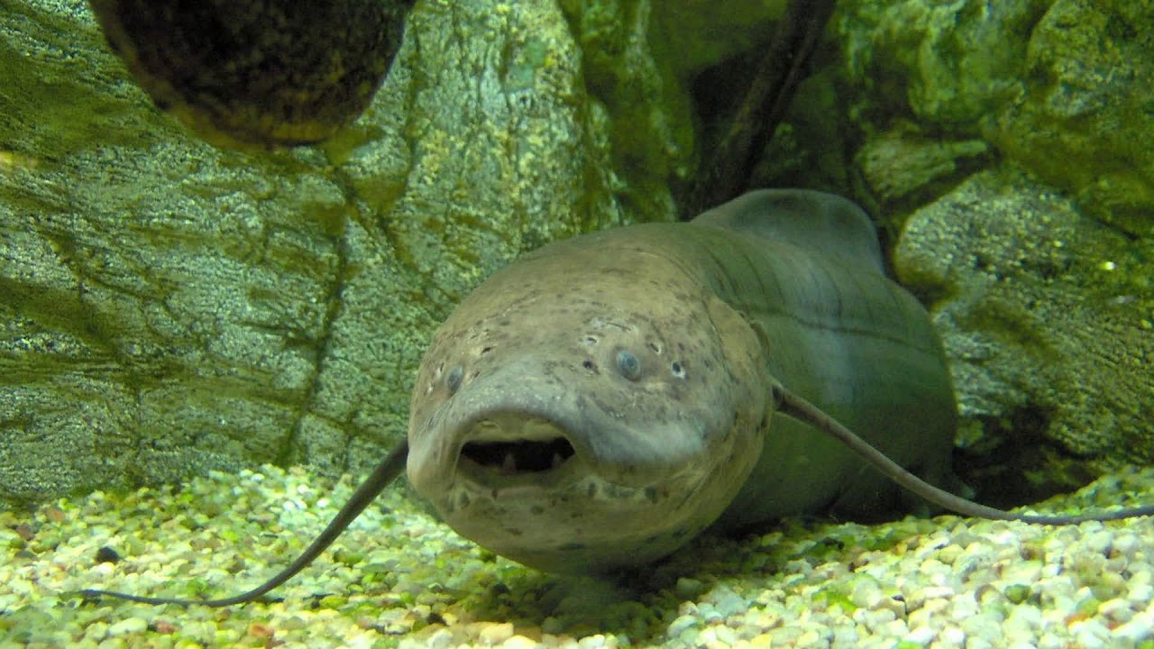 PECES PULMONADOS DIPNOOS BioZIP YouTube PECES PULMONADOS DIPNOOS BioZIP YouTube