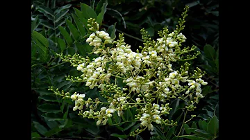 Où planter un sophora japonica ?