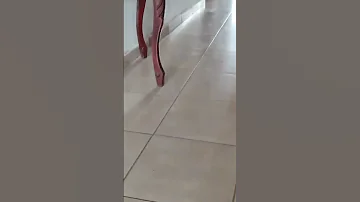 Making Friends With A Cockroach ViralHog 