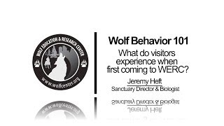 WOLF BEHAVIOR 101: Visiting Wolf Camp (#4 of 12)