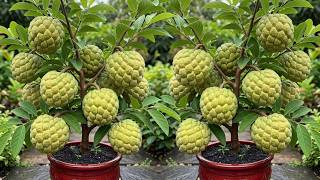 Live 🔴How To Propagate Sweetsop Tree  Using Aloe Vera, how to growing Sweetsop tree