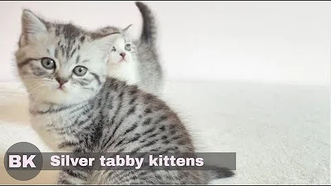 Watch the video about Cute Silver Tabby British Shorthair Kittens Playing