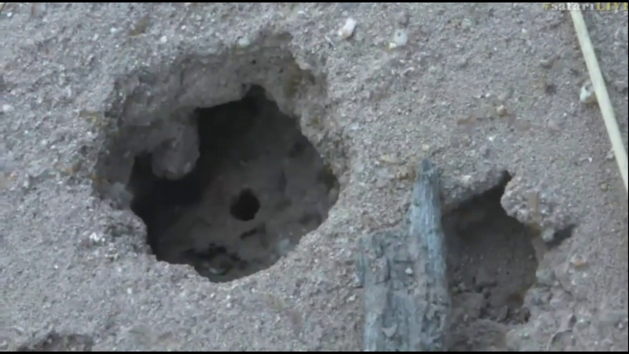 sindile faku April 13, 2017- Is it a Raid with James on Bushwalk or are we mistaken