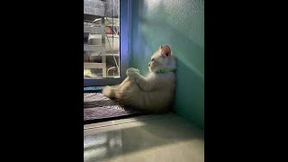 coffee breath - Sofia mills(story whatsapp)