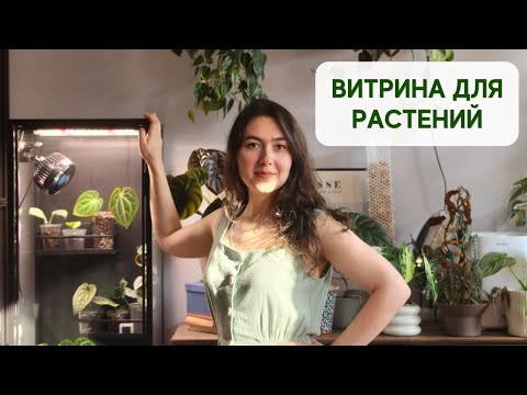 Видео: Как выращивать растения в витрине