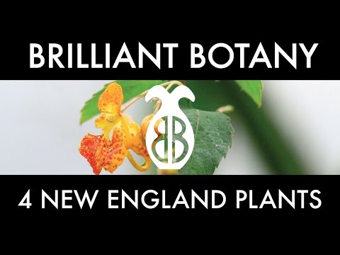 Four New England Plants