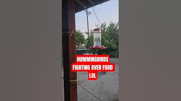 Not 1, Not 2, Not 3 but 4 #hummingbird fighting over Humming Bird Feeder #nature #youtubeshorts