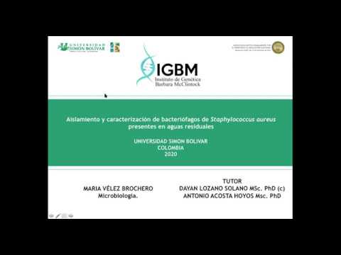 Vídeo: Caracterización De Staphylococcus Aureus Cas9: Un Cas9 Más Pequeño Para La Administración De Virus Adenoasociados Todo En Uno Y Aplicaciones De Pares De Nickase