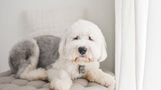 Agility Training for Old English Sheepdogs: A Fun Adventure Together!