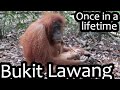 A once in a lifetime experience trekking with Orangutans | Bukit Lawang (Indonesia Ep 4)