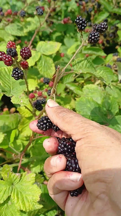 Black berry