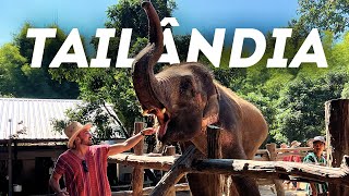 Fui ao santuário de Elefantes na Tailândia - O que fazer em Chiang Mai e Rai? Passeios e preços