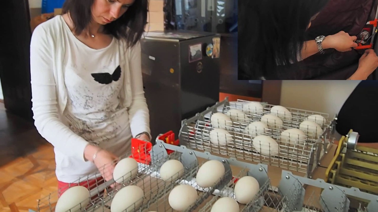 Сколько можно хранить гусиные яйца. Гусиные яйца в инкубаторе. Закладка гусиных яиц. Инкубация гусиных яиц в Несушке. Закладка в инкубатор гусиных яичек.
