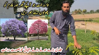 Best flowering trees selection |Beautiful trees growing in my farm |IR FARM