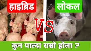 Local Bangur Palda Badhi Faida Hunchha Ki Hybrid Bangur ? Hybrid pig Vs Local Pig @AgroDevNepal